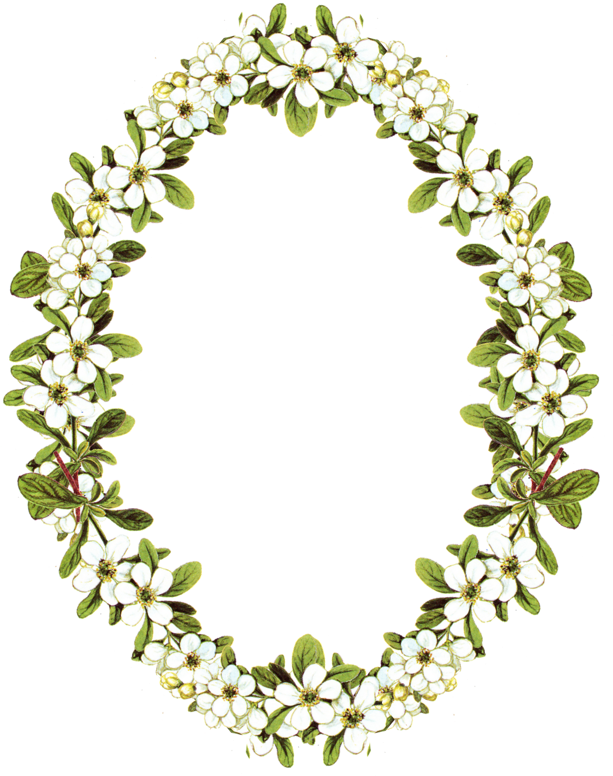 Oval Circle Flower Frame PNG Free Photo Transparent PNG Image