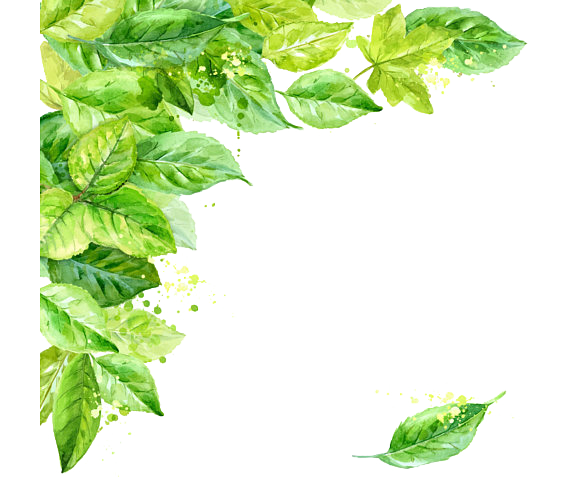 Leaf Frame Transparent Background Transparent PNG Image