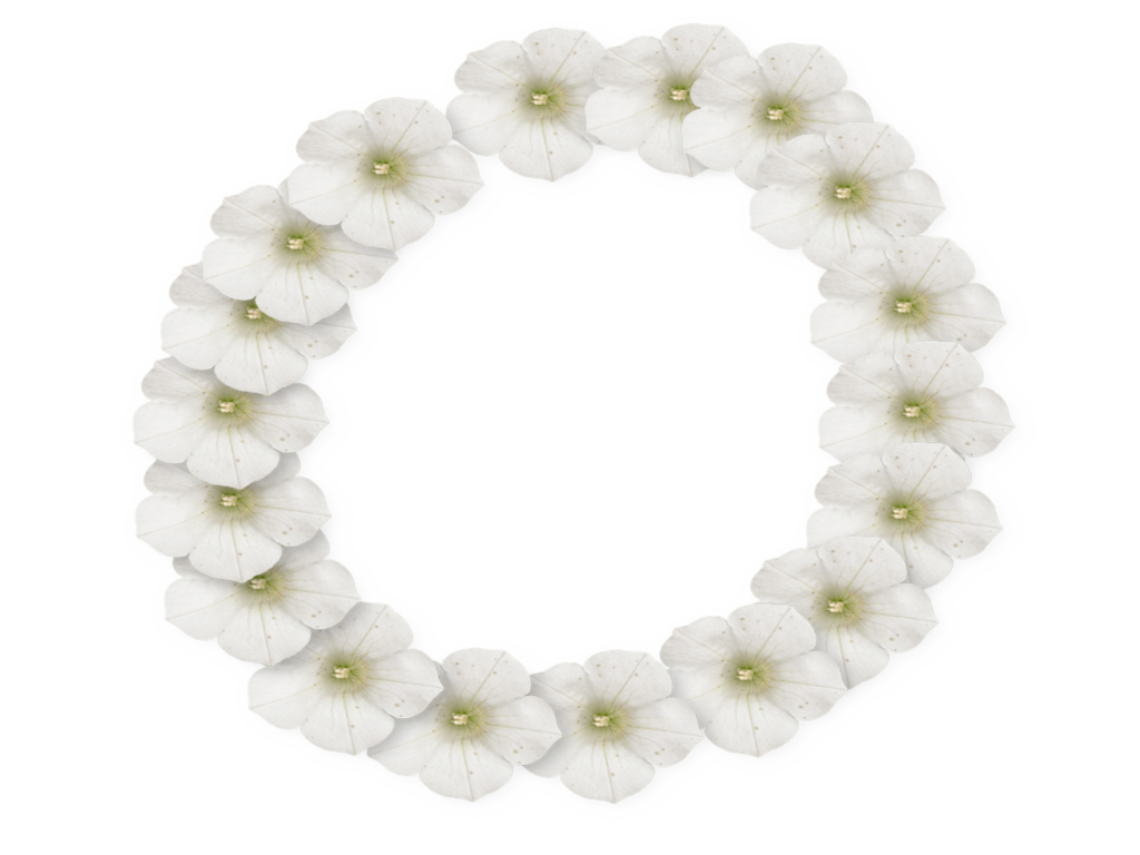 White Flower Frame Photo Transparent PNG Image