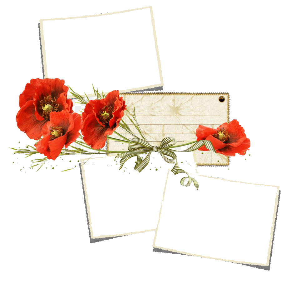 Poppy Frame Flower PNG File HD Transparent PNG Image