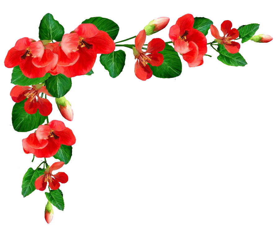 Poppy Frame Flower Picture Download HQ Transparent PNG Image