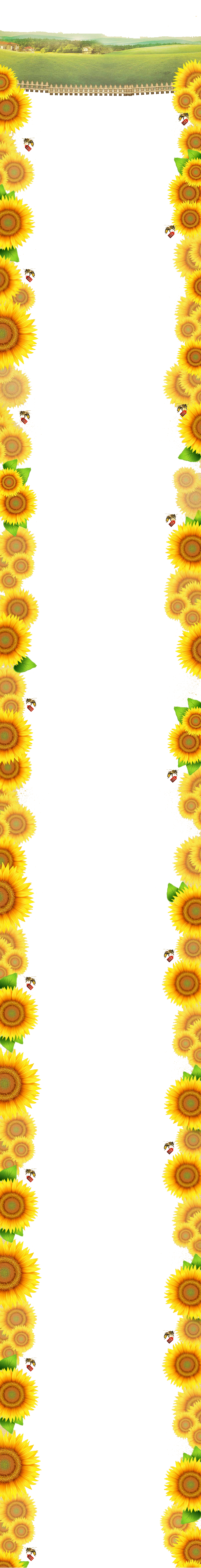 Angle Sunflower Area Pattern Yellow Border Transparent PNG Image