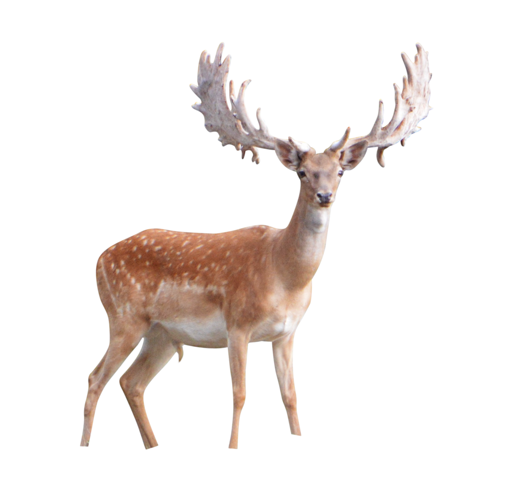 Deer Png Image Transparent PNG Image