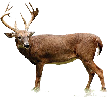 Deer Download Png Transparent PNG Image