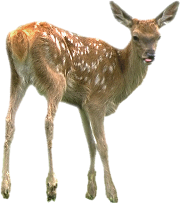 Deer Png Pic Transparent PNG Image