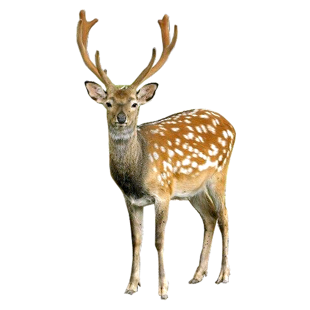 Deer Png File Transparent PNG Image