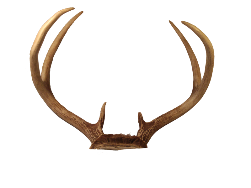 Transparent Deer Antlers Transparent PNG Image