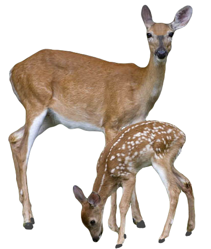 Transparent Deer With Baby Deer Transparent PNG Image