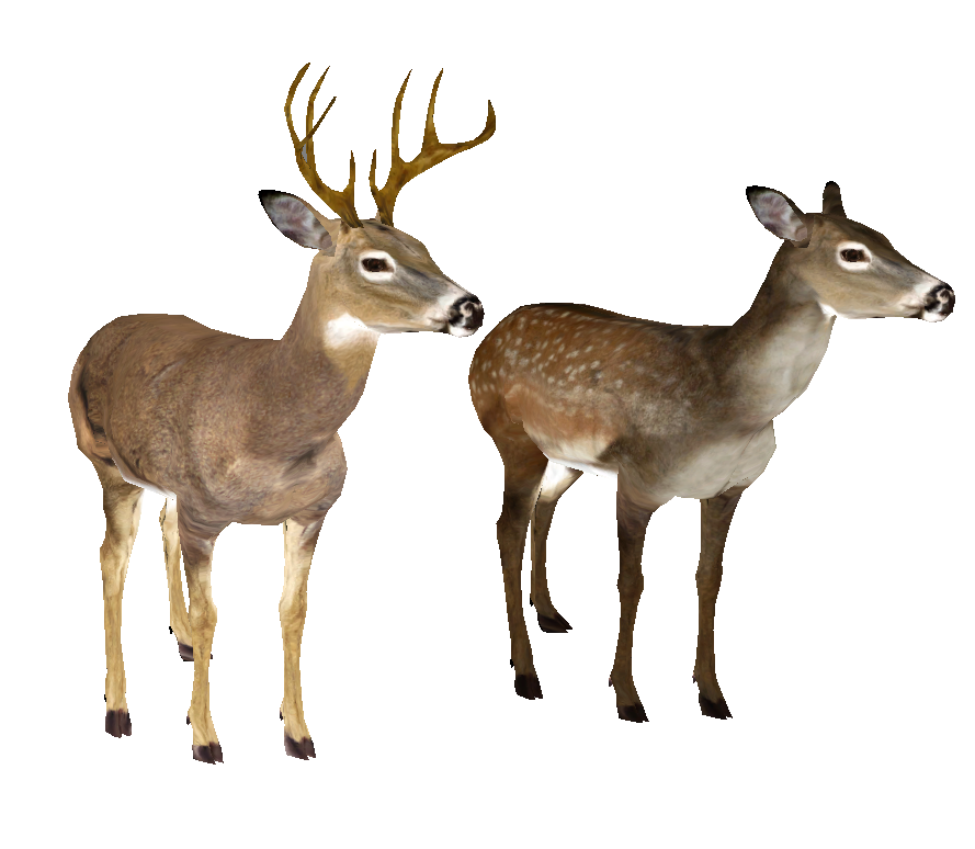 Whitetail Deer Head Transparent PNG Image