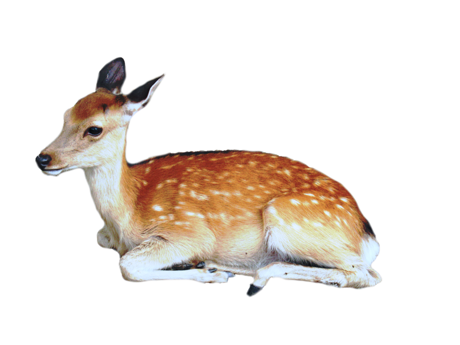 Cute Transparent Deer Transparent PNG Image