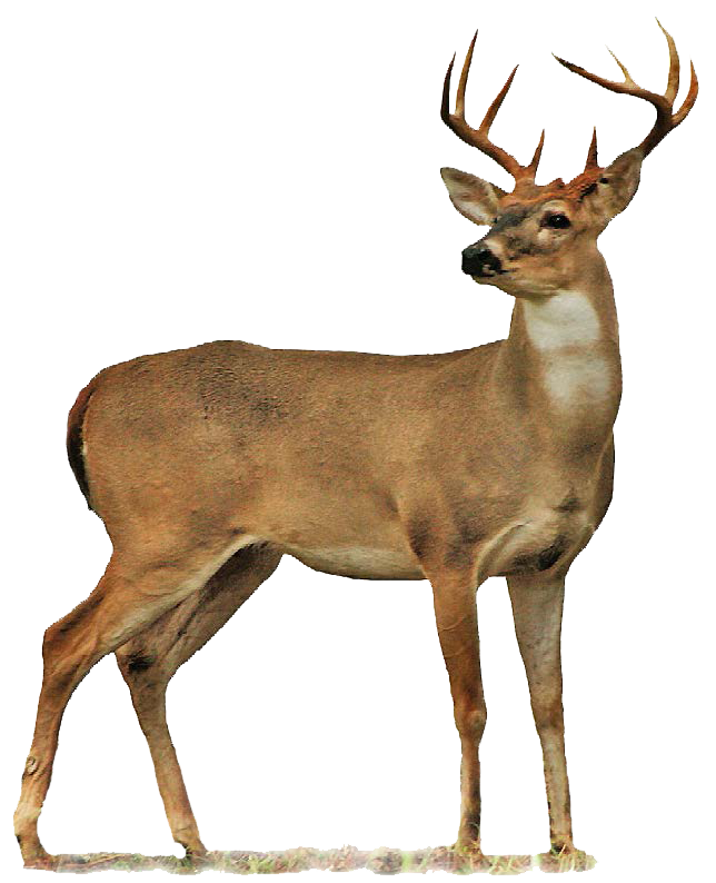 Full Body Deer Drawings Buck Transparent PNG Image