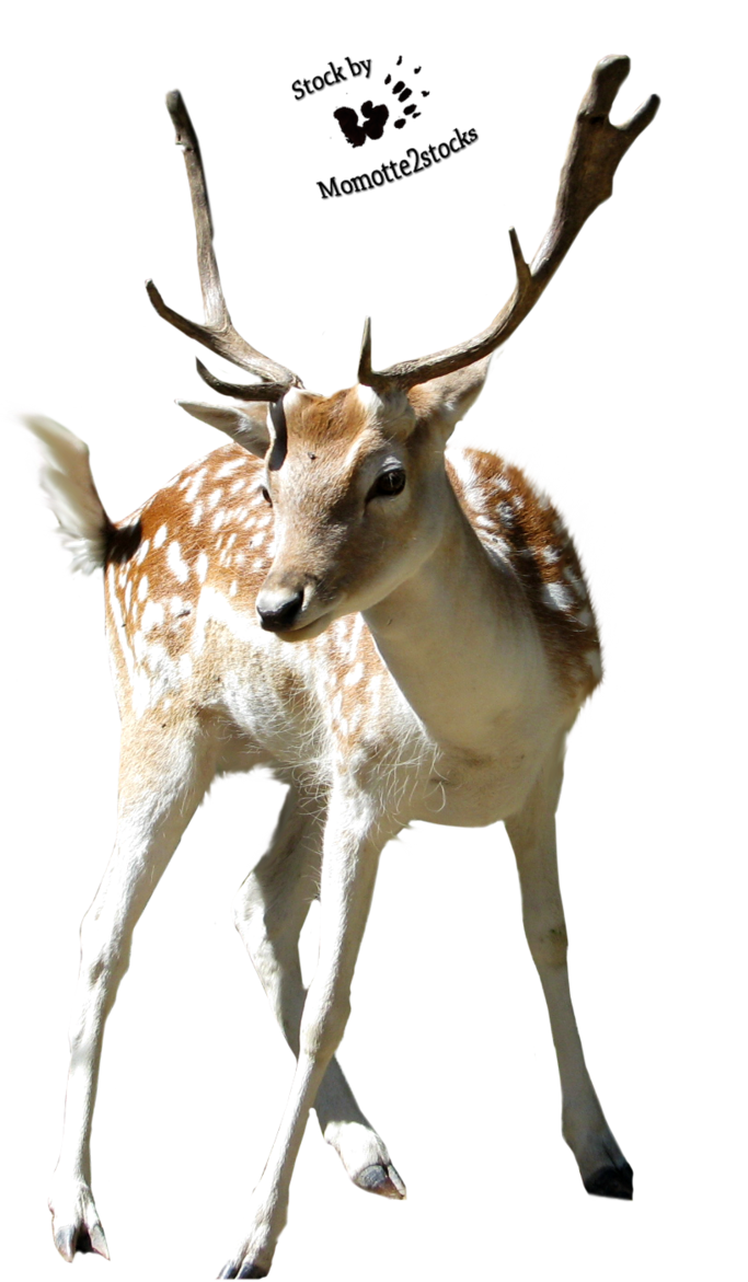 Christmas Deer Transparent PNG Image