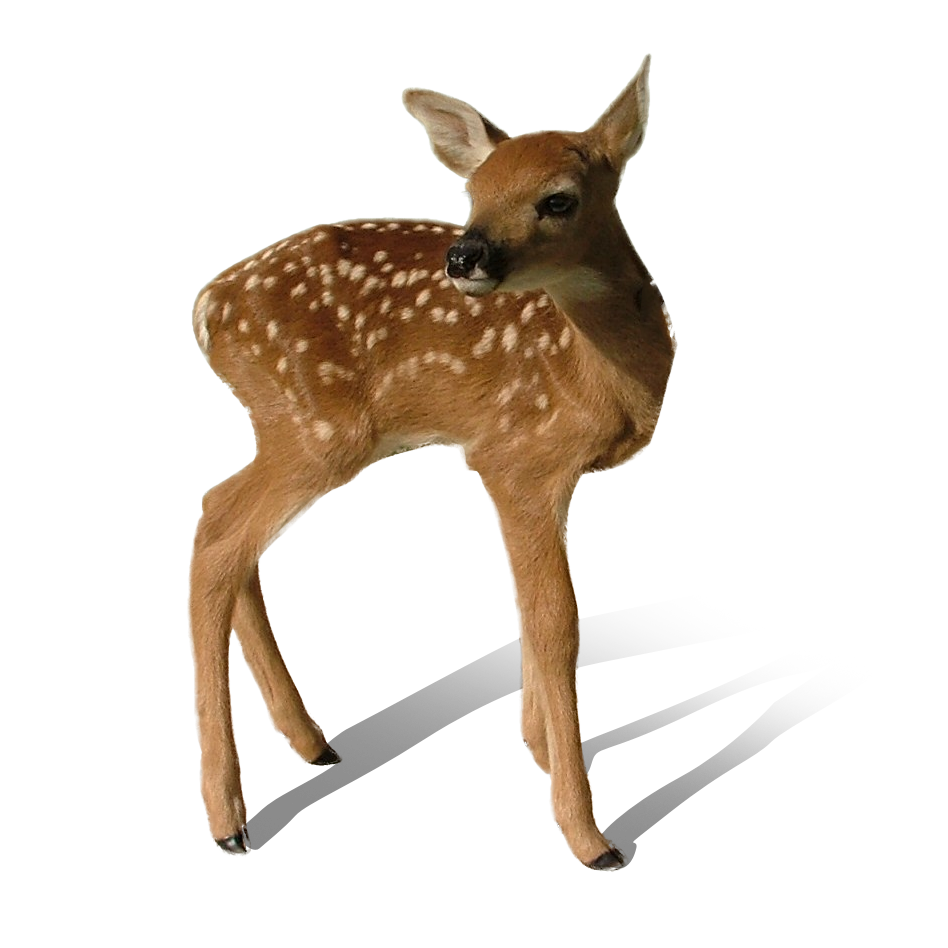 Transparent Deer Transparent PNG Image