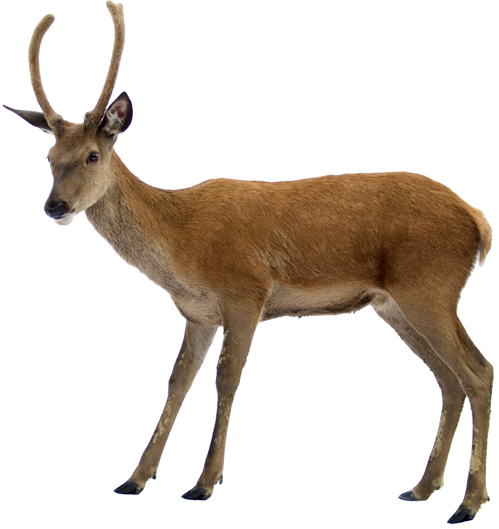 Deer On Highway Transparent PNG Image