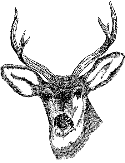 Deer Head Clipart Transparent PNG Image