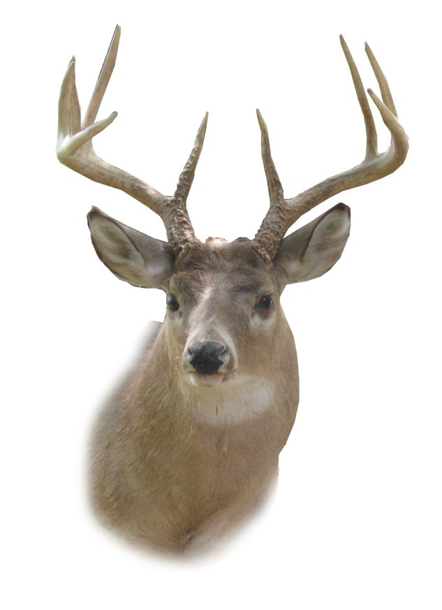 Deer Head Hd Transparent PNG Image