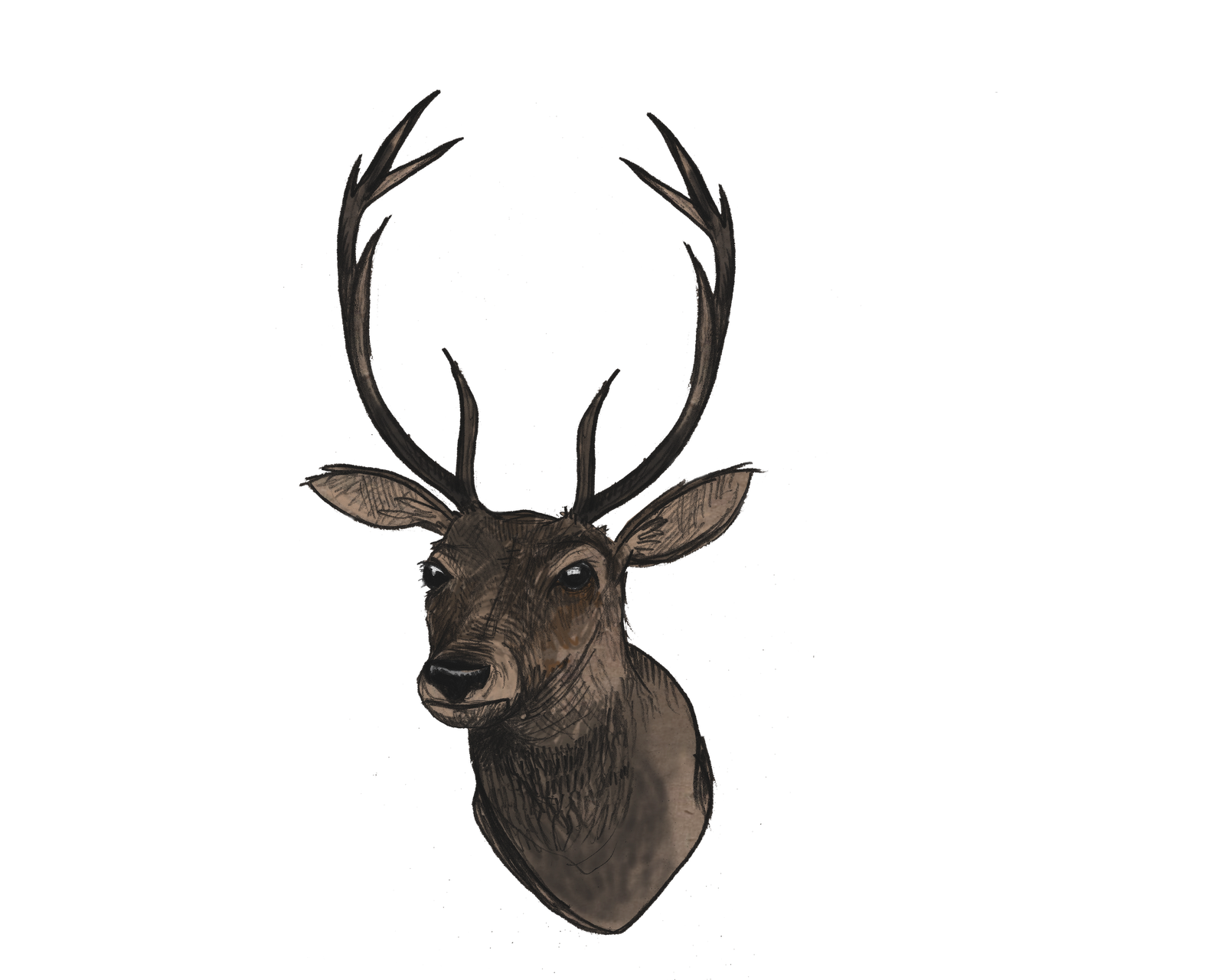 Deer Head File Transparent PNG Image