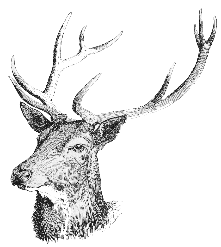 Deer Head Free Download Transparent PNG Image