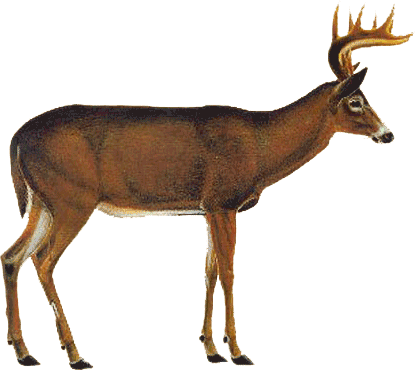 Whitetail Deer Vitals Transparent PNG Image