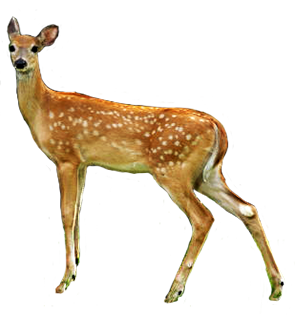 Deer Png Hd Transparent PNG Image