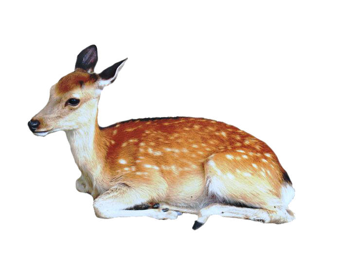 Deer Picture Transparent PNG Image