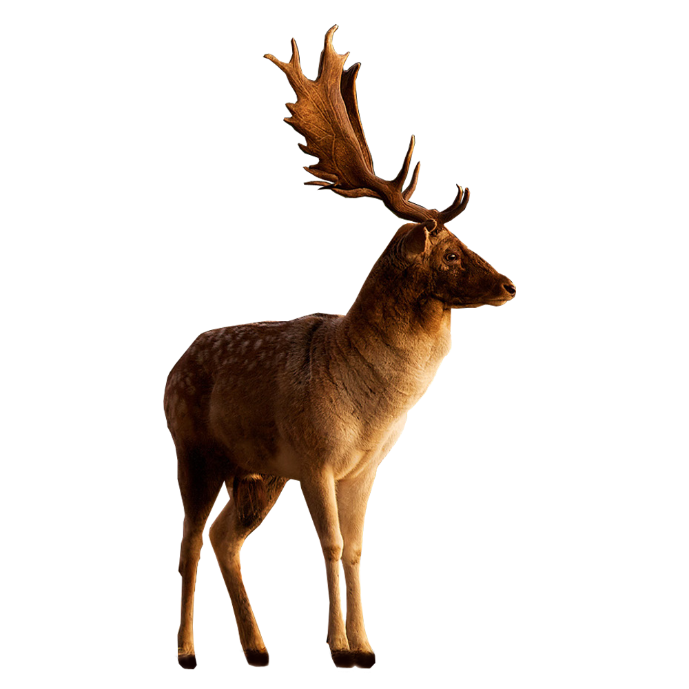 Deer Free Png Image Transparent PNG Image