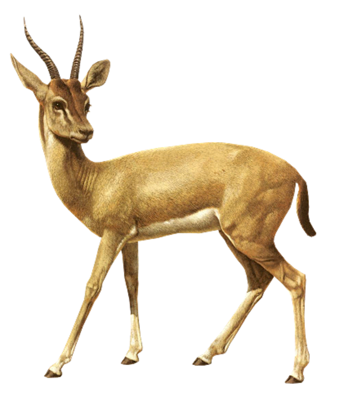 Springbok Antelope Africa Vecteur Free Download PNG HQ Transparent PNG Image