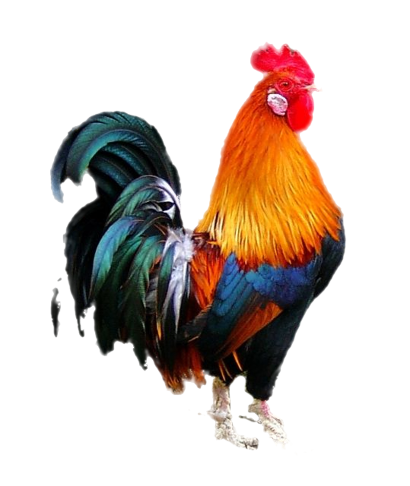 Poultry Chicken Painting Livestock Embroidery Download Free Image Transparent PNG Image