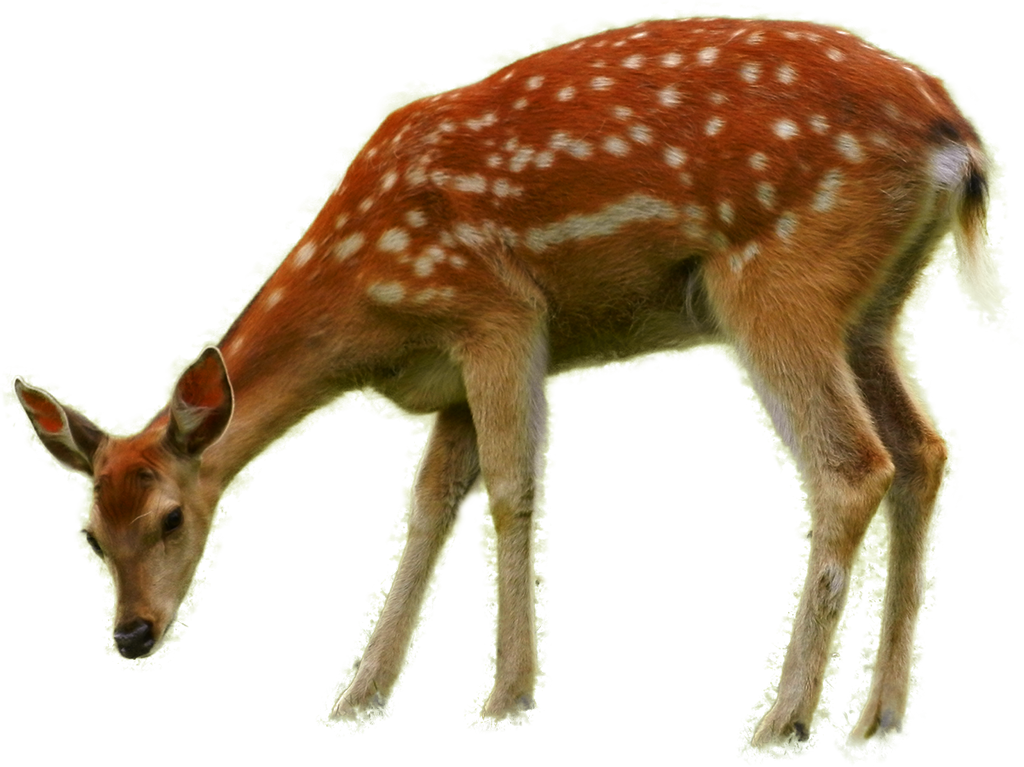 Bambi Download Free Image Transparent PNG Image