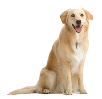 Dog Png Image Transparent PNG Image