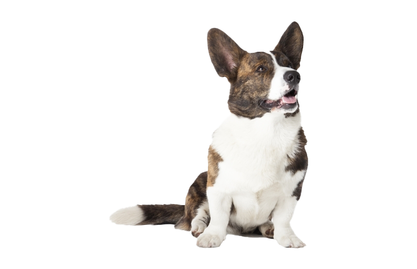 Corgi Picture PNG File HD Transparent PNG Image