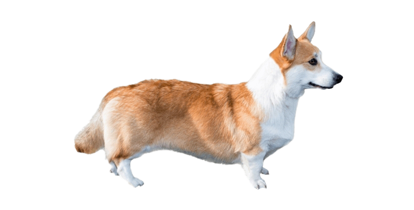 Cute Dog Corgi Free PNG HQ Transparent PNG Image