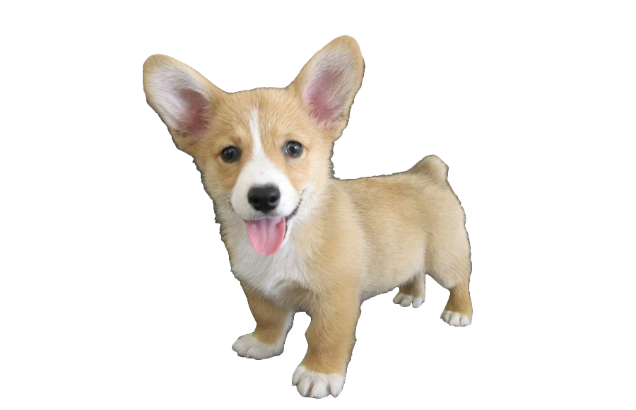 Cute Dog Corgi Free Download PNG HQ Transparent PNG Image