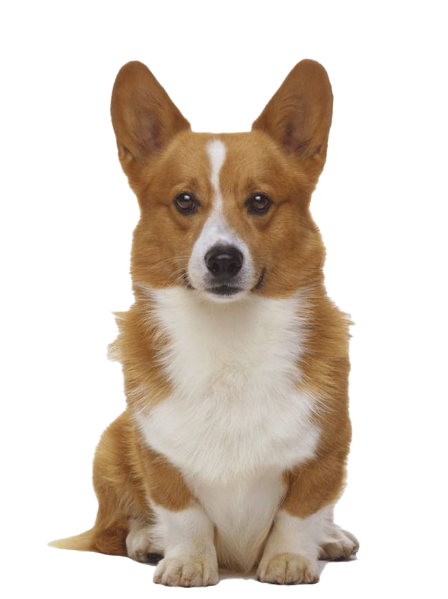 Cute Dog Corgi Download HQ Transparent PNG Image