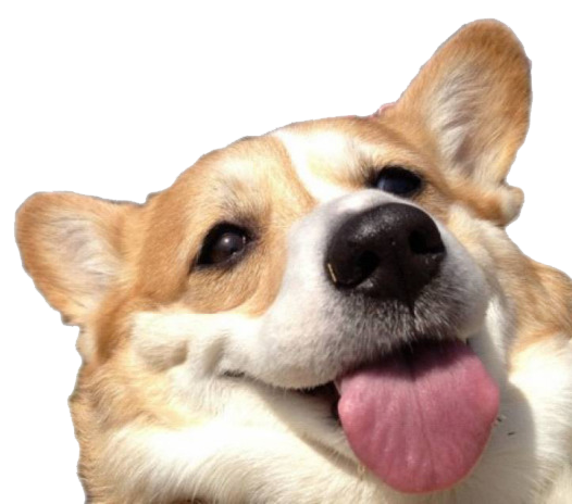 Cute Dog Corgi Download Free Image Transparent PNG Image