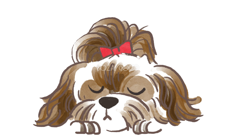 Picture Shih Tzu Free Download Image Transparent PNG Image