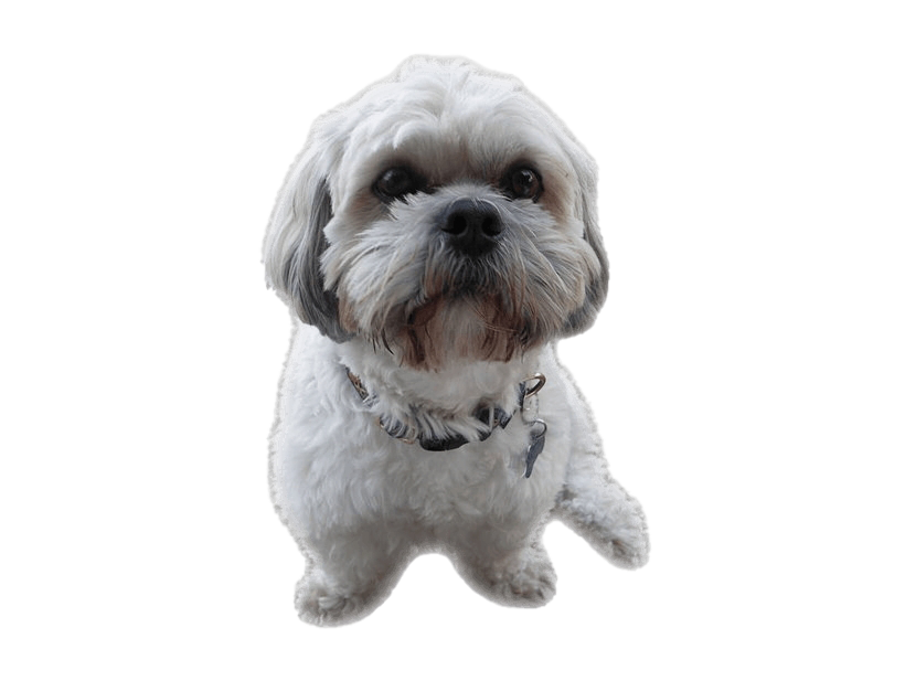 Shih Puppy Tzu Free Transparent Image HD Transparent PNG Image