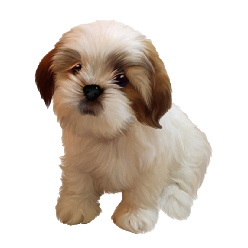 Shih Puppy Tzu Free Clipart HD Transparent PNG Image