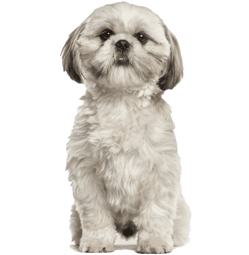 Picture Shih Puppy Tzu HD Image Free Transparent PNG Image