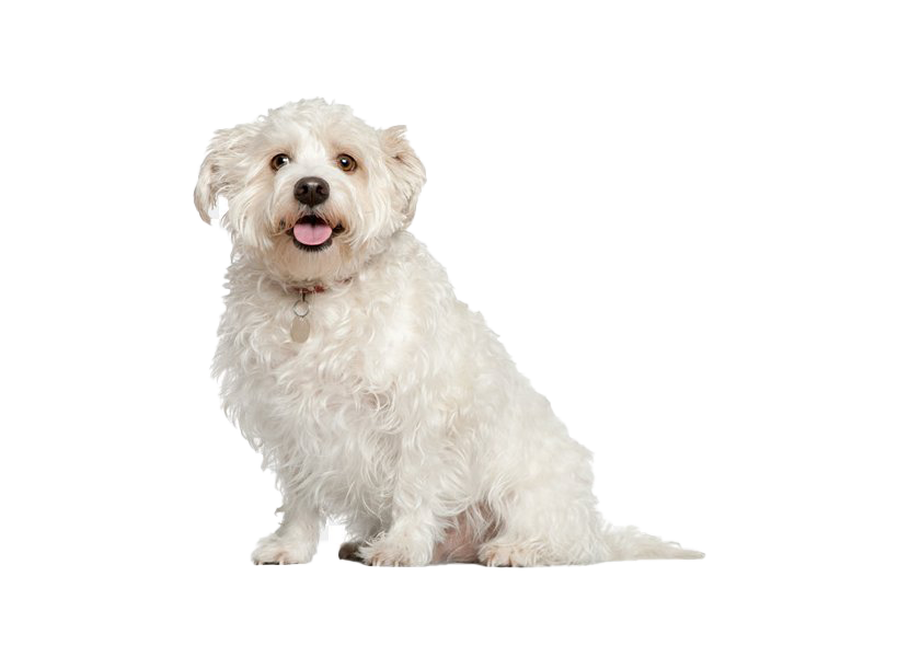 Shih Puppy Tzu Free Transparent Image HQ Transparent PNG Image