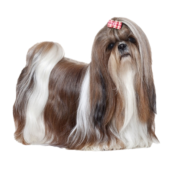 Shih Tzu Download HD Transparent PNG Image