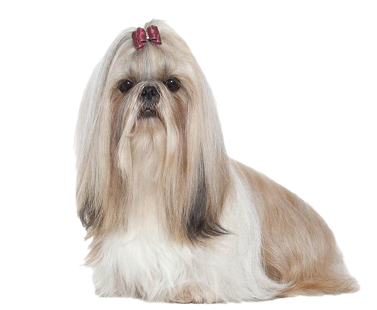 Cute Shih Tzu Download HQ Transparent PNG Image