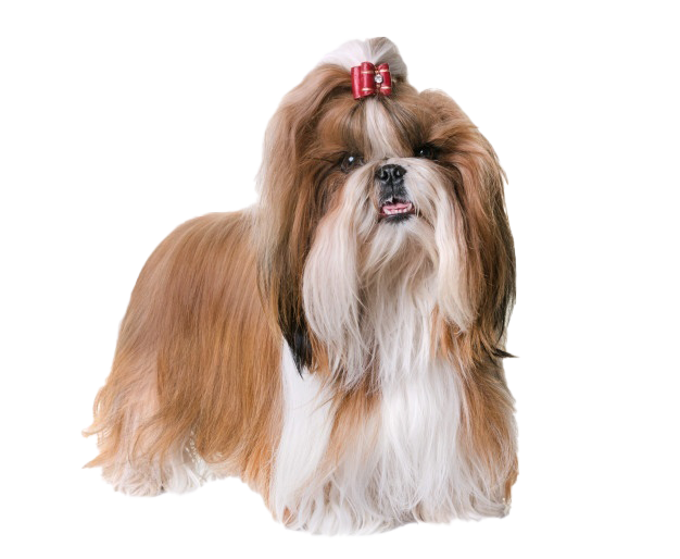 Cute Shih Tzu Free HD Image Transparent PNG Image