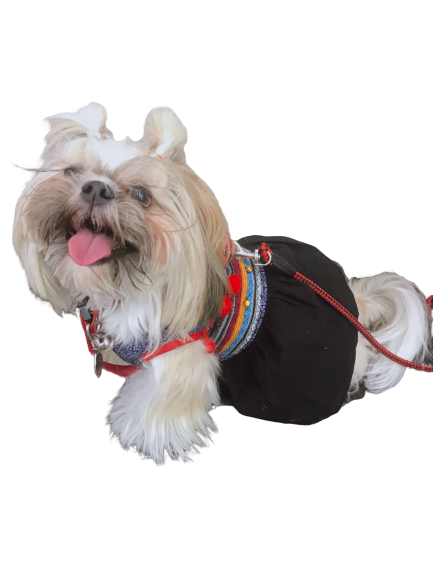 Adorable Dog Companion PNG Download Free Transparent PNG Image