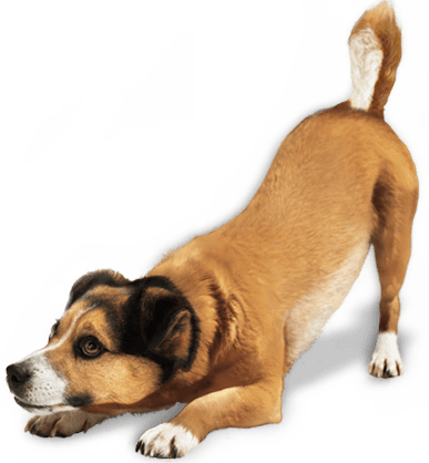 Dog Png Image Transparent PNG Image