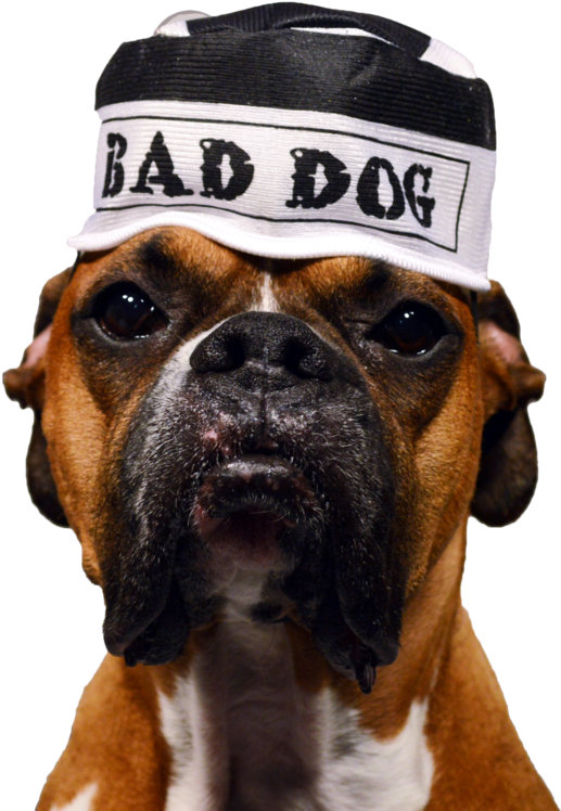 Cap Boxer Dog Free Transparent Image HQ Transparent PNG Image