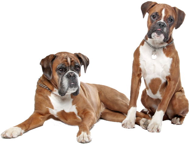 Couple Boxer Dog Free Photo Transparent PNG Image