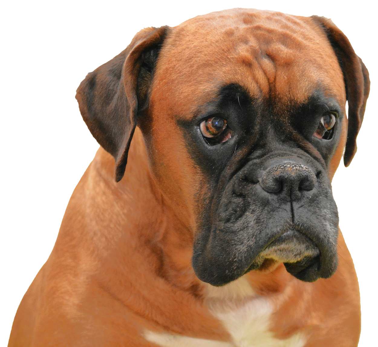 Boxer Dog Face HQ Image Free Transparent PNG Image