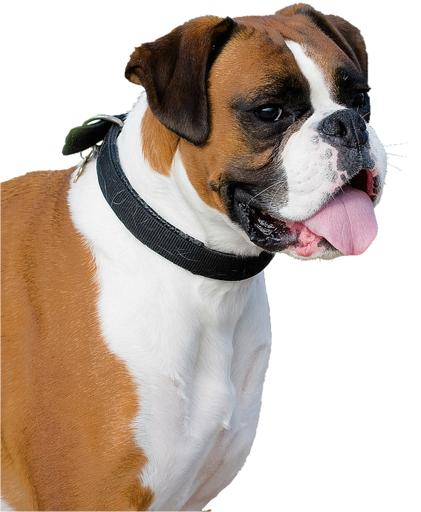 Boxer Dog PNG Image High Quality Transparent PNG Image