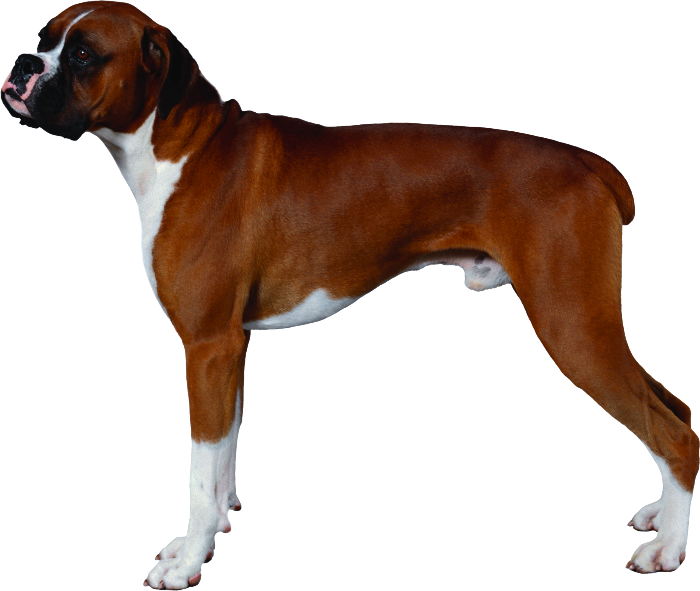 Standing Boxer Dog Free Download PNG HQ Transparent PNG Image